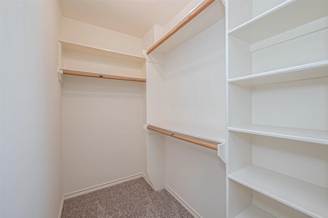 spacious closet featuring carpet