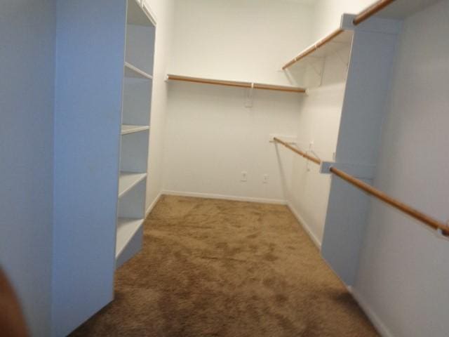 spacious closet featuring carpet