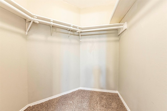 walk in closet with carpet flooring