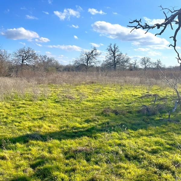 Listing photo 2 for TBD County Road 233, Centerville TX 75833