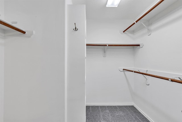 walk in closet with carpet floors