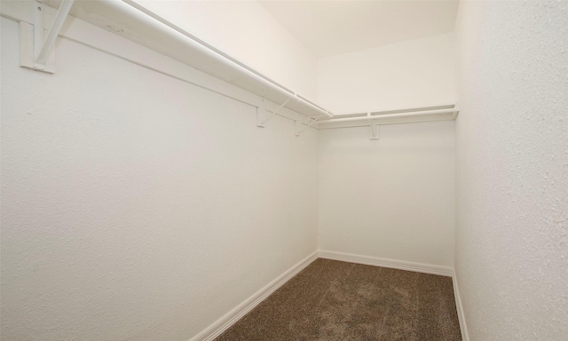 spacious closet with carpet flooring