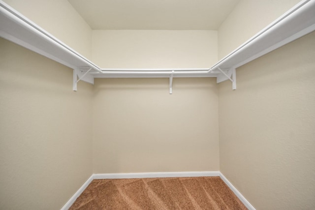 walk in closet featuring carpet floors