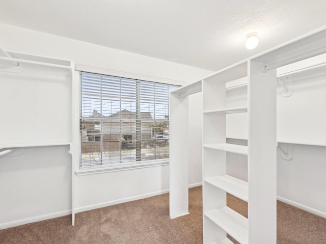 spacious closet featuring carpet floors