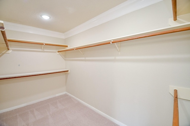 spacious closet featuring carpet