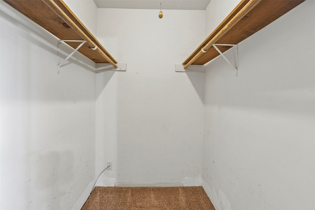 spacious closet featuring carpet