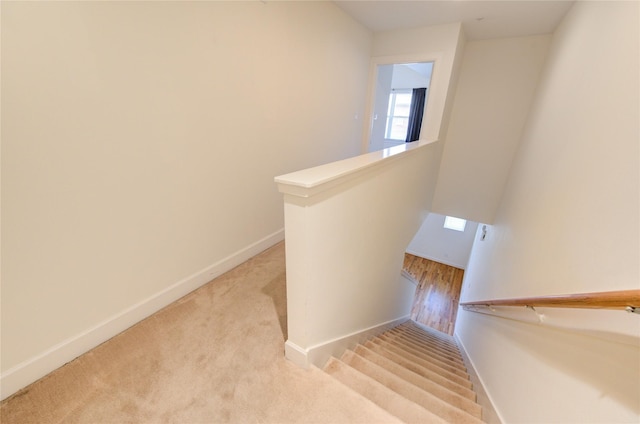 stairway featuring carpet