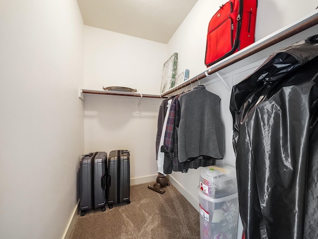 spacious closet featuring carpet flooring