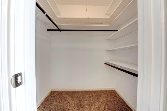 walk in closet featuring carpet flooring