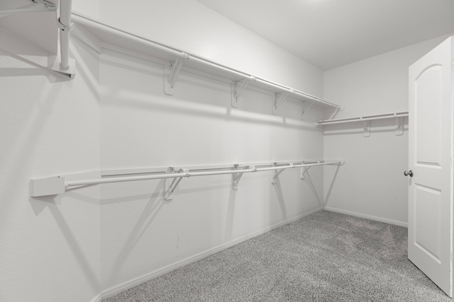 walk in closet featuring carpet