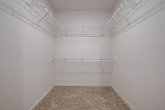 spacious closet featuring carpet floors