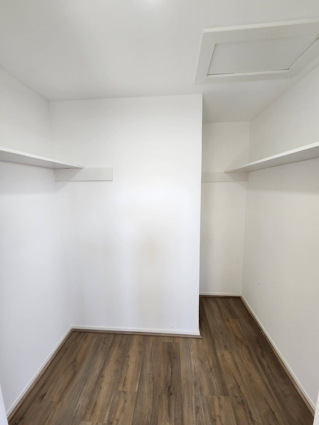 spacious closet featuring dark hardwood / wood-style floors