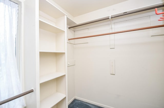 walk in closet with carpet floors