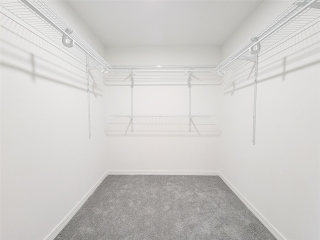 spacious closet featuring carpet