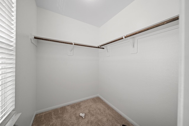 spacious closet featuring carpet