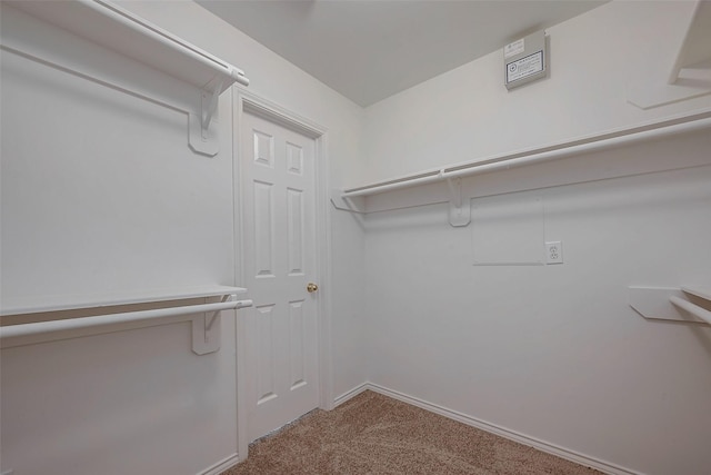 spacious closet featuring carpet floors