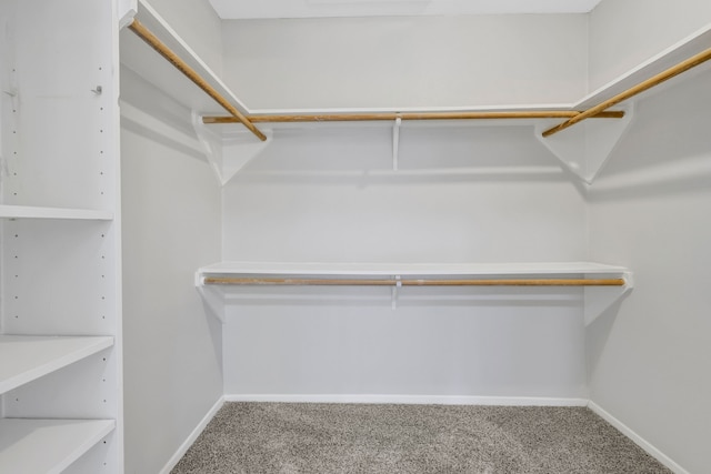 spacious closet featuring carpet floors