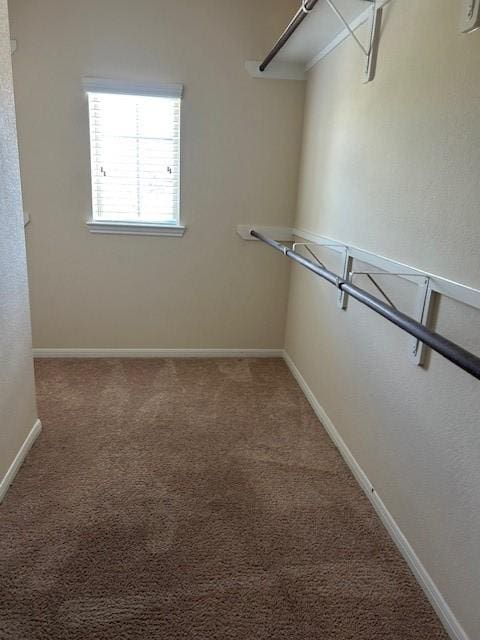 walk in closet with carpet floors