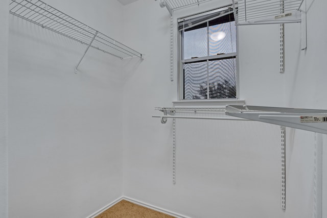 walk in closet with carpet floors