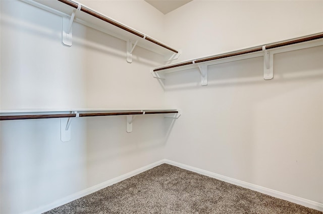 walk in closet with carpet floors