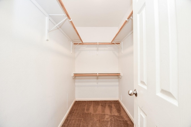 walk in closet featuring carpet flooring