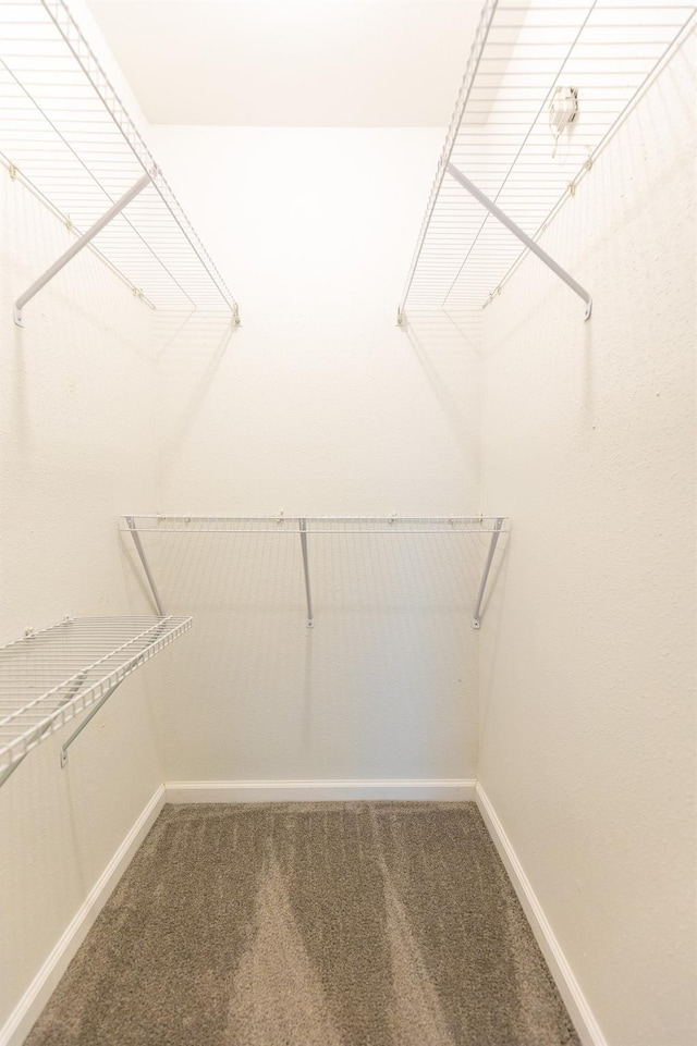 walk in closet featuring carpet flooring