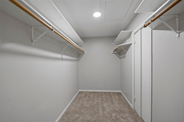 spacious closet featuring light colored carpet