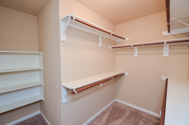 spacious closet featuring carpet