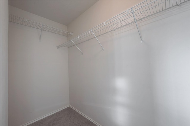 walk in closet featuring carpet flooring