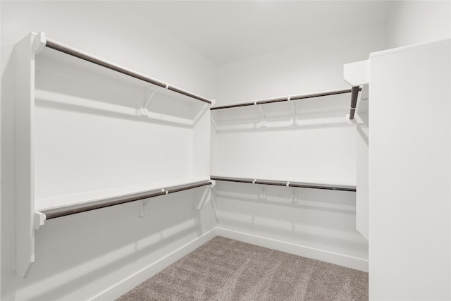 walk in closet featuring carpet flooring