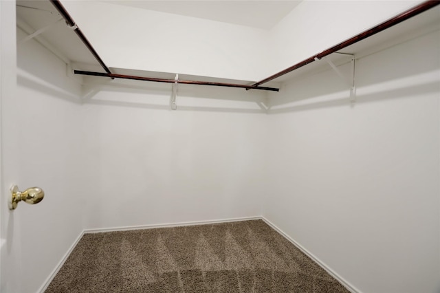 spacious closet featuring carpet flooring