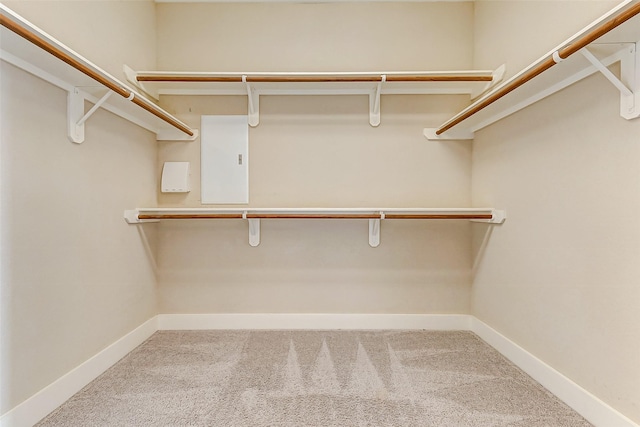 spacious closet featuring carpet flooring