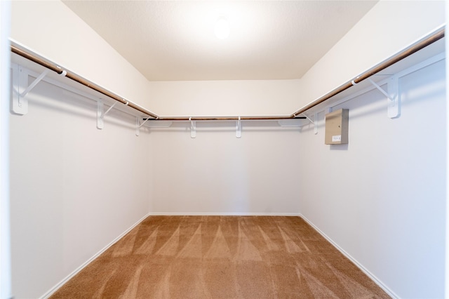 spacious closet featuring carpet