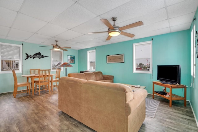 living room with wood-type flooring, a paneled ceiling, and ceiling fan