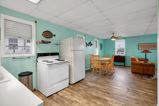 kitchen featuring a drop ceiling, white appliances, light hardwood / wood-style floors, and ceiling fan