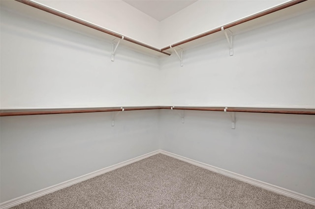walk in closet with carpet flooring