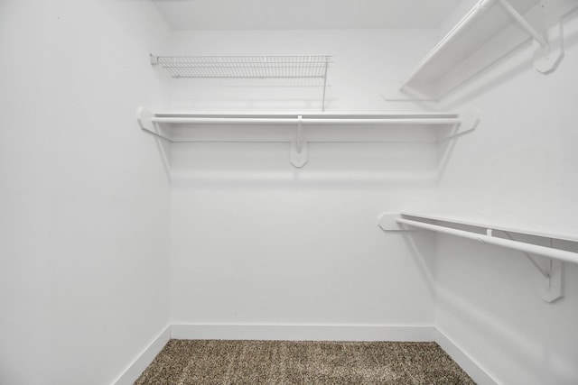 walk in closet featuring carpet flooring