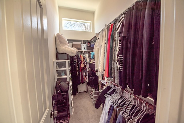 spacious closet featuring carpet floors