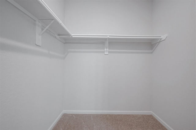 walk in closet with carpet floors