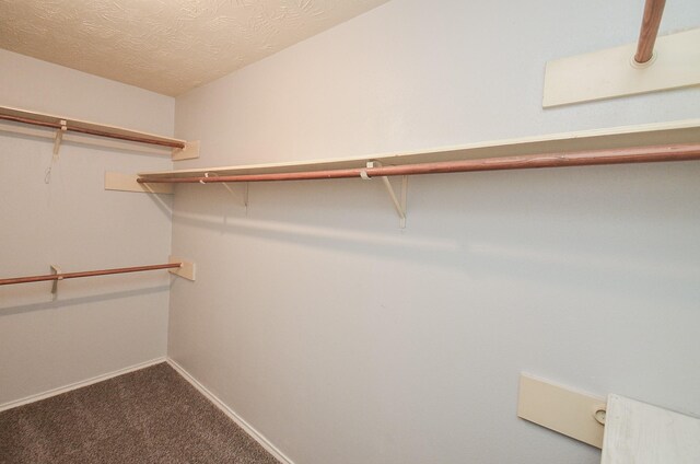 walk in closet featuring carpet flooring