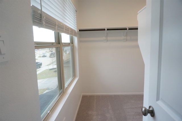 walk in closet with carpet flooring