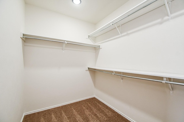 walk in closet with carpet