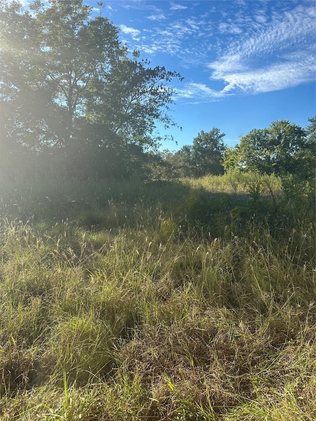 view of local wilderness