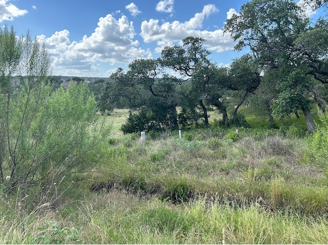 view of local wilderness