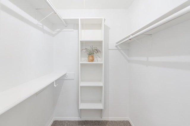 walk in closet with carpet flooring