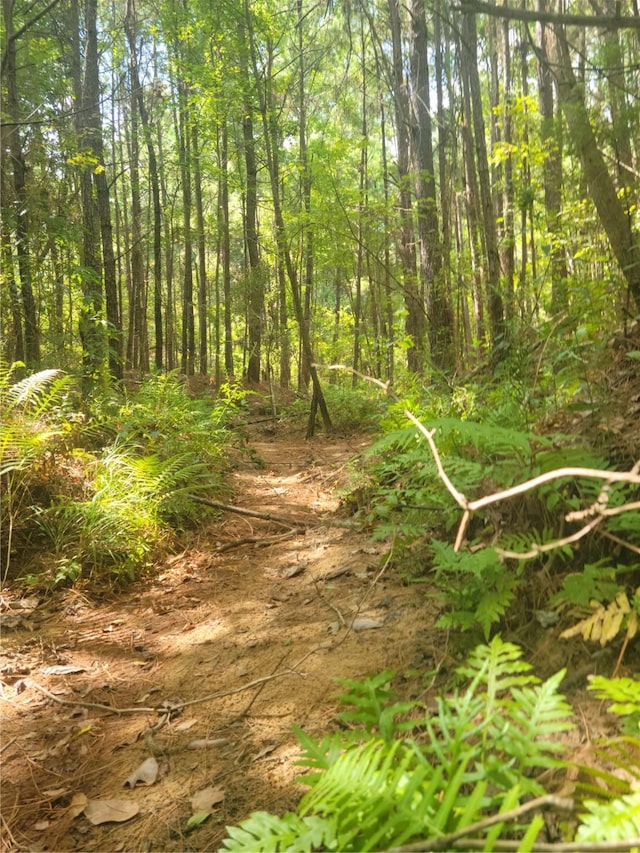 view of local wilderness