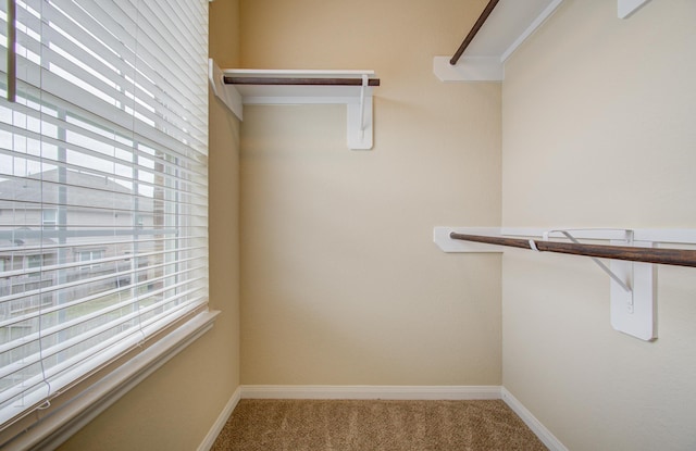 spacious closet featuring carpet flooring