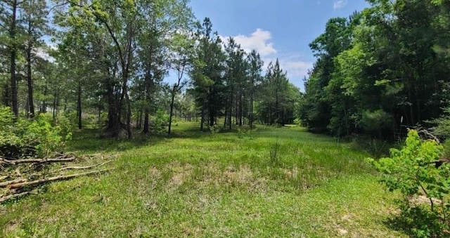 view of local wilderness