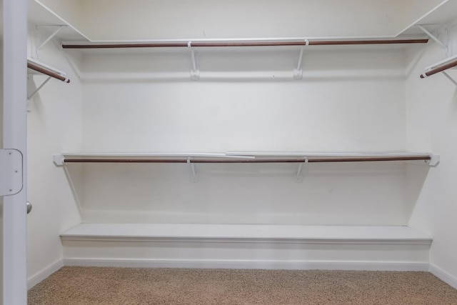 spacious closet featuring carpet