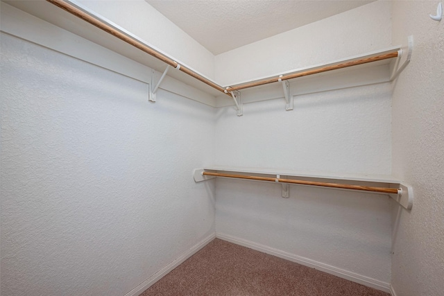 spacious closet featuring carpet floors